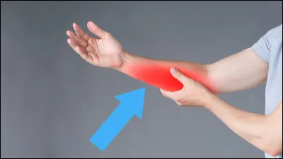 This is the forearm: