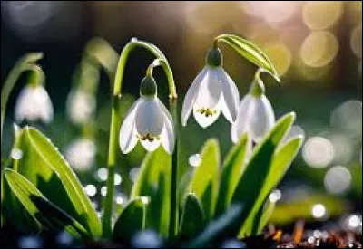 Nature - What is the name of this white winter flower?