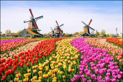 These tulip fields are in the Netherlands.
