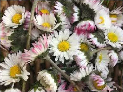 These pretty flowers with white petals are daisies.
