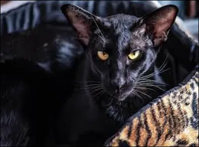 The Oriental is a cat with a very long nose and very large ears.