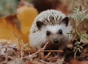 Quiz 13 mots commençant par A comme animal 2