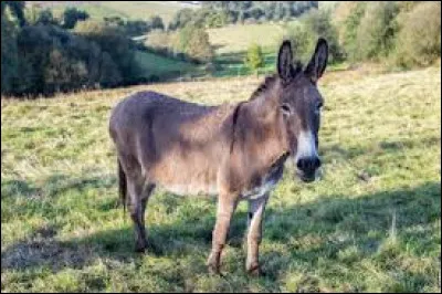 The bardot is a hybrid horse resulting from a cross between a stallion and a donkey.