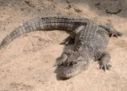 Quiz L'alligator, redoutable reptile des marécages