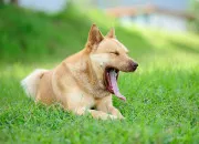 Quiz 10 faits à savoir sur les toutous
