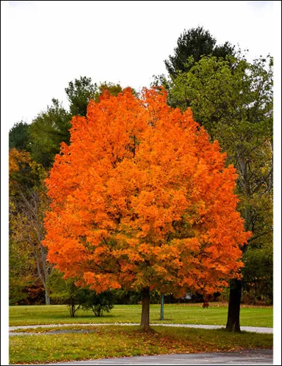 Which country is the master of sand?