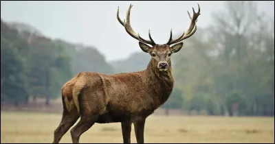 I'm an animal that wears many robes. In Roman times, I was so sacred that I had my own room! I'm admired in beauty contests and I'm very versatile. I take up a lot of space, but when you love it, you don't count!
(Image is unrelated.)