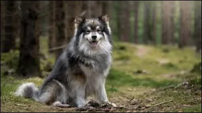 This dog is a Finnish Lapphund.
