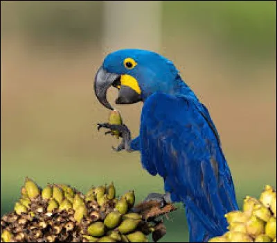 This pretty blue parrot is a Hyacinth Macaw.