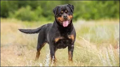 This dog is a rottweiler.