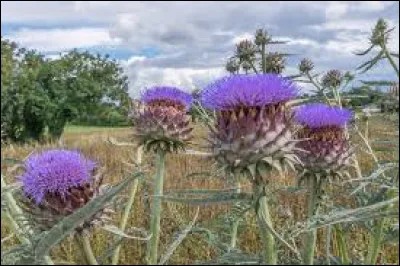 Cardoons are a speciality of the Lyon region.