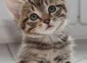 Test Quelle race de chat te correspond le plus ?