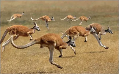 On which continent is Australia located?