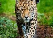 Quiz Connaissez-vous réellement les animaux ?