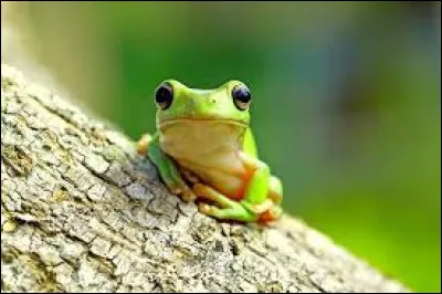 To which vertebrate class does the frog belong?