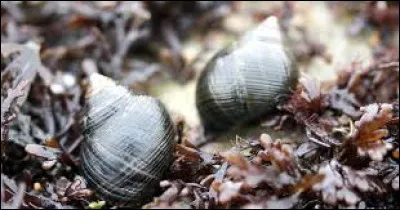 To which vertebrate class does the frog belong?