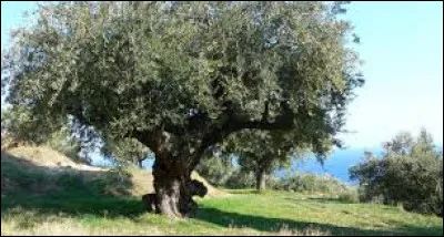 The olive tree produces olives.