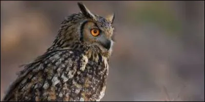 How many words ending in or exceptionally take an x in the plural?