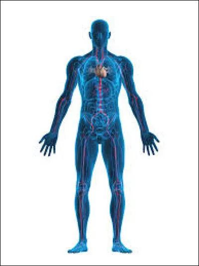Which organ of the human body is able to regenerate itself?
