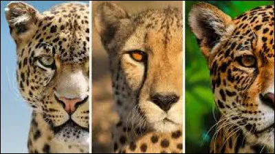 Which land animal is the fastest in the world?