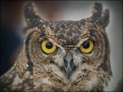 What's the name of Percy Weasley's owl?