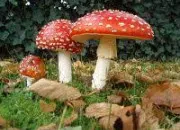 Quiz Les champignons en culture générale