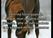 Quiz La culture générale des chevaux