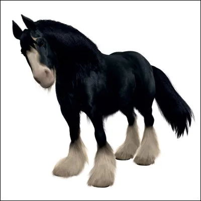 Who owns this magnificent steed?