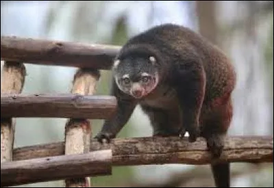What is the name of this animal that lives in the tropical forests of the island of Sulawesi in Indonesia?