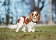 Quiz 13 races de petits chiens à trouver !