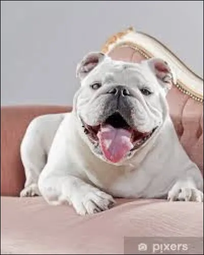 What breed of dog does Mathilde Seigner give Alain Chabat in the film Tresor?