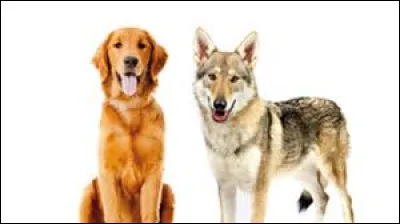 In what century was the fable The Wolf and the Dog first published?