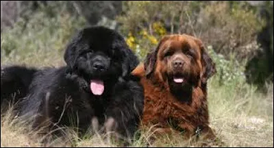 Where is this breed of dog known to be at home?