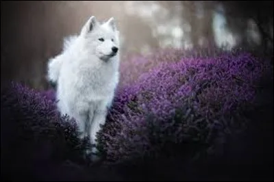 How do you say dog in English?