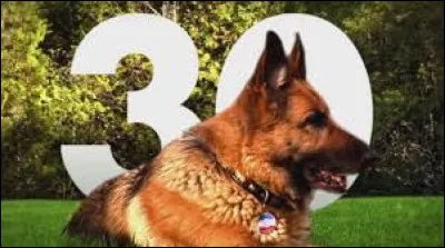 Which dog breed is the symbol of the 30 Millions d'amis foundation?