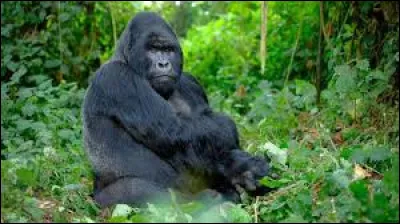Gorilla life expectancy in the wild is between 35 and 40 years