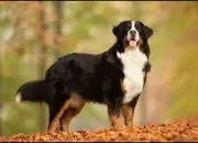 Quiz 13 races de grands chiens à trouver !