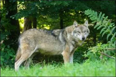 What does a wolf mean in music?