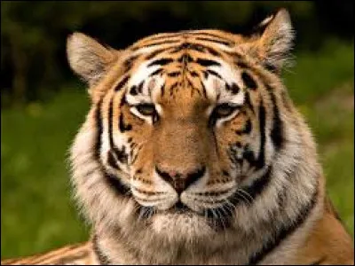 In Mesopotamia, which river joins the Tigris to form the Chatt-el-Arab?