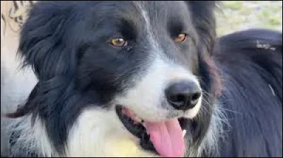 In which weapon do we usually find a dog?