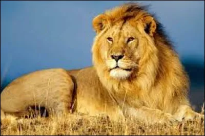 In astrology, what is the birth period of a person with the sign of the lion?