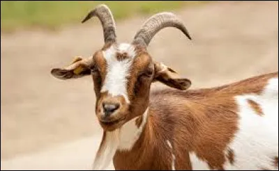 Which actor stars alongside Gerard Depardieu in Francis Weber's 1981 film La Chevre?