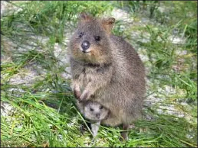 In the wild, the quokka lives in Australia.