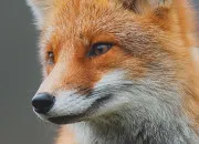 Quiz La faune française