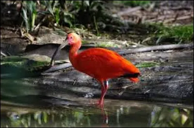 Where does the red ibis live in the wild?