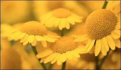 How do you say yellow in English?
