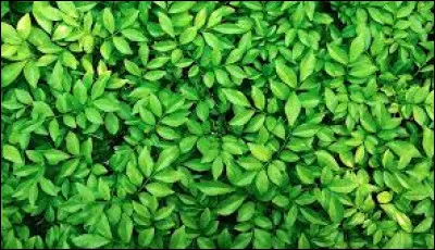 How do you say green in English?