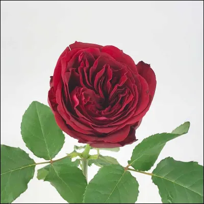 Why is the prince punished in Beauty and the Beast?