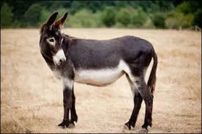 The bardot is a hybrid equine resulting from the crossing of a mare and a donkey.