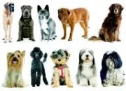 Quiz Les races de chiens